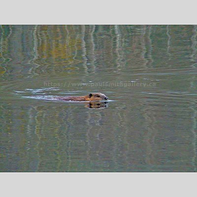 Antler Lake Beaver